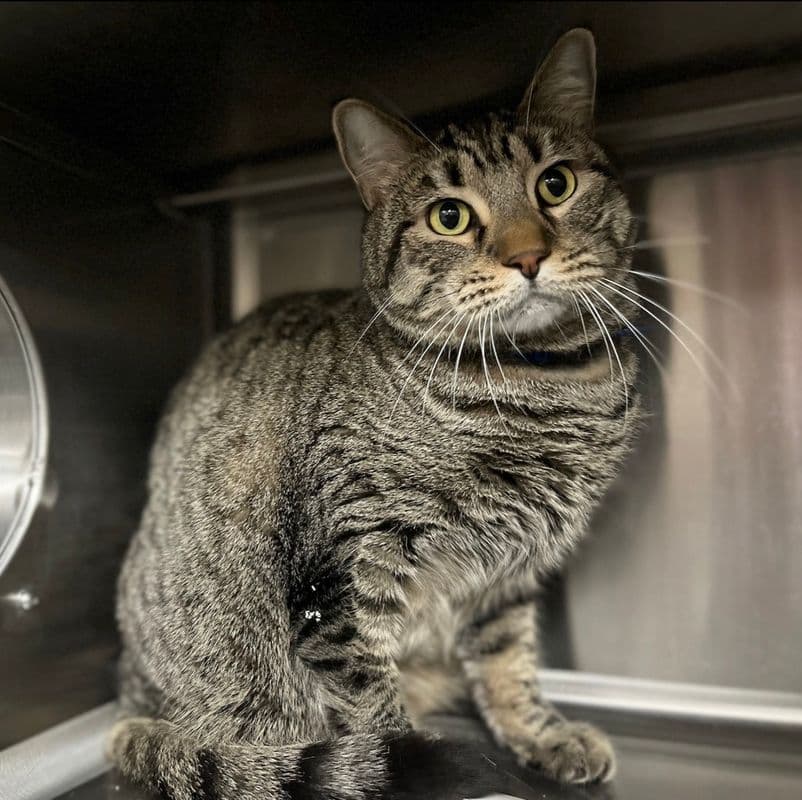 Minou - Domestic Short Hair cat available for adoption at Edmonton Humane Society in Calgary