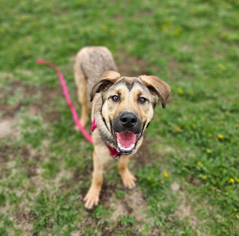Junior - Shepherd available for adoption at Edmonton Humane Society in Calgary