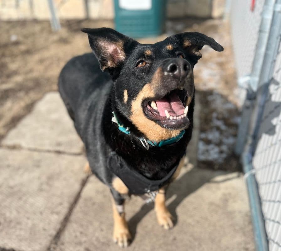 Lady - Shepherd available for adoption at Edmonton Humane Society in Calgary