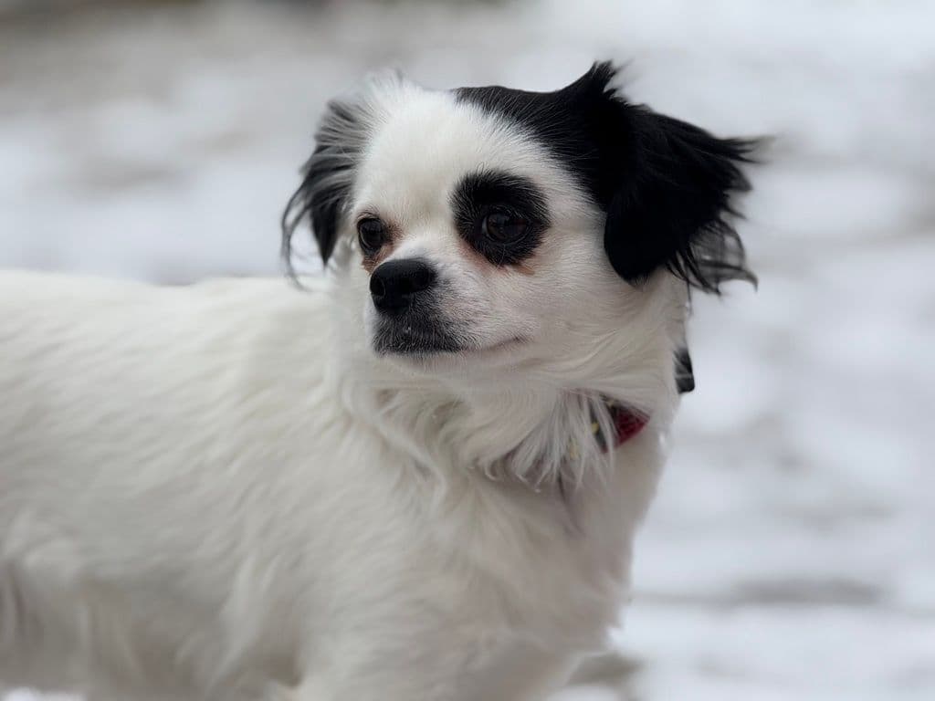 Lou - Chihuahua available for adoption at Edmonton Humane Society in Calgary