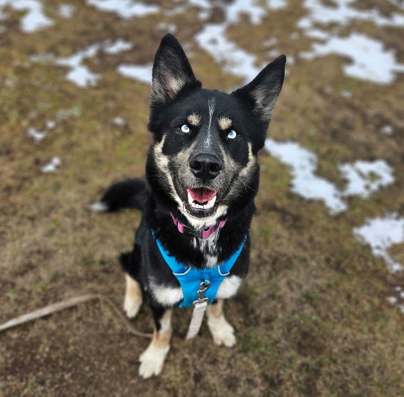 Jet - Siberian Husky available for adoption at Edmonton Humane Society in Calgary