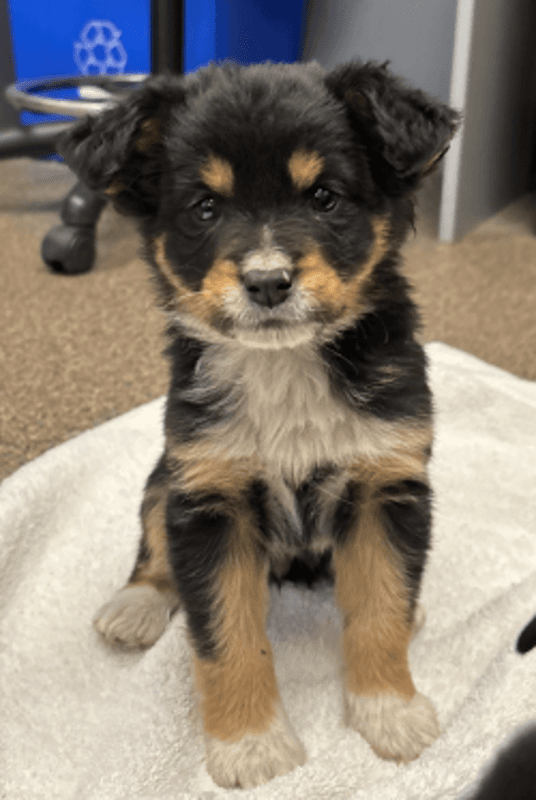 Beatrix - German Shepherd - Siberian Husky available for adoption at Edmonton Humane Society in Calgary