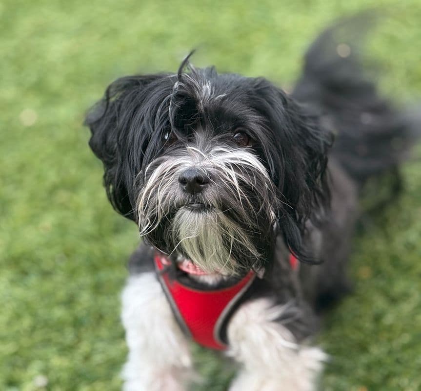 Pecan - Havanese available for adoption at Edmonton Humane Society in Calgary