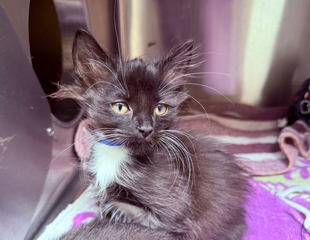 Johnny - Domestic Short Hair cat available for adoption at Edmonton Humane Society in Calgary
