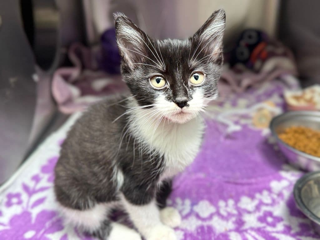 Jenny - Domestic Short Hair cat available for adoption at Edmonton Humane Society in Calgary