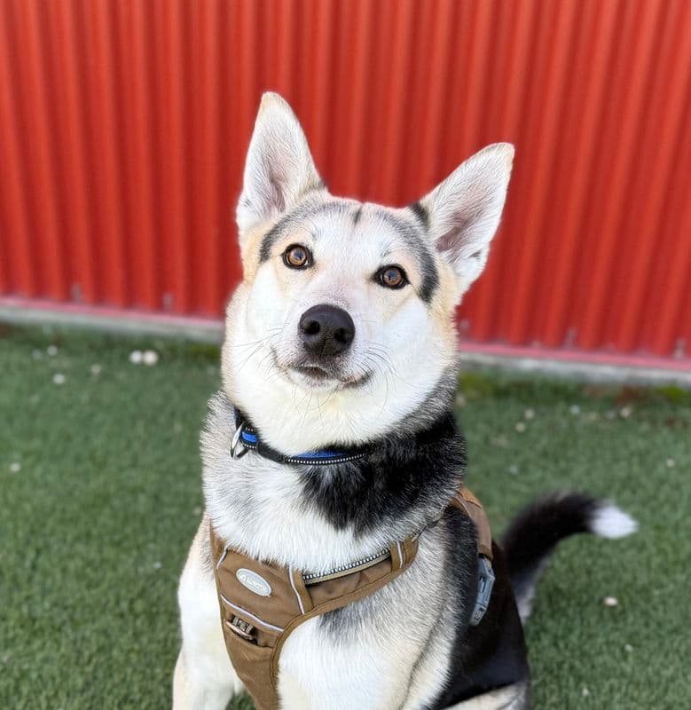 Happy - Shepherd available for adoption at Edmonton Humane Society in Calgary