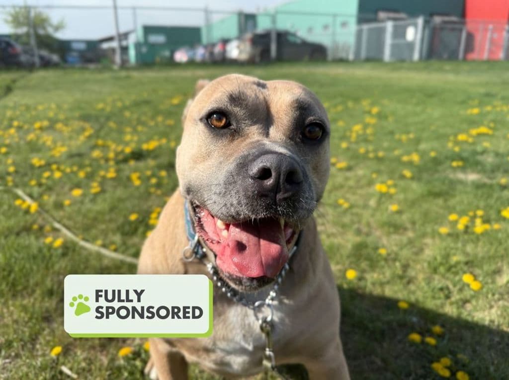 Ellie Mae - American Staffordshire Terrier available for adoption at Edmonton Humane Society in Calgary