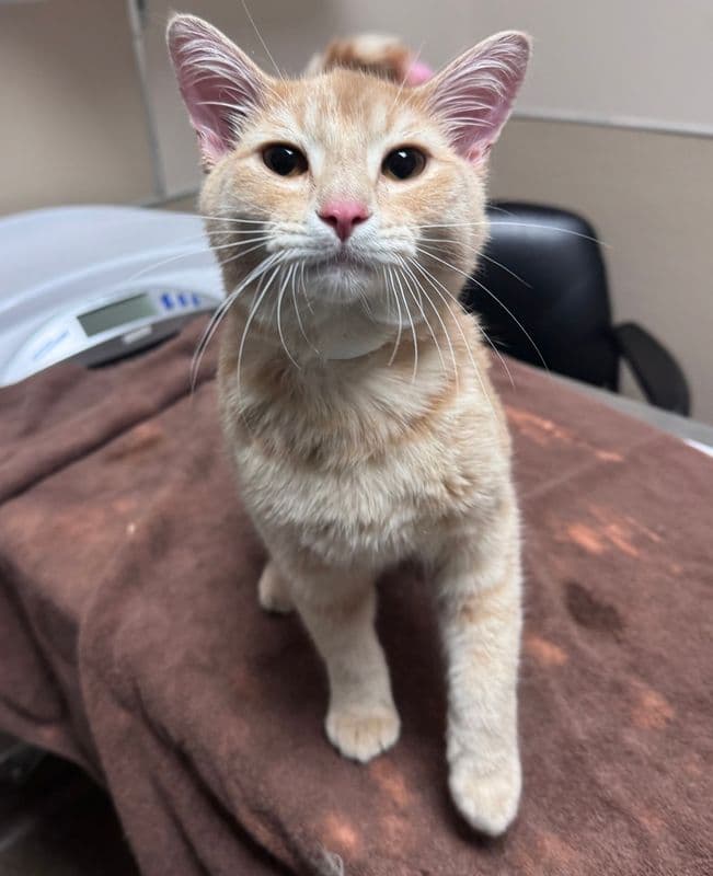 Kazoo - Domestic Short Hair cat available for adoption at Edmonton Humane Society in Calgary