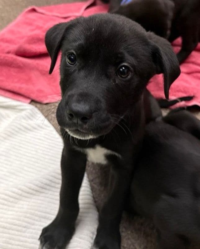 Woody - Labrador Retriever available for adoption at Edmonton Humane Society in Calgary