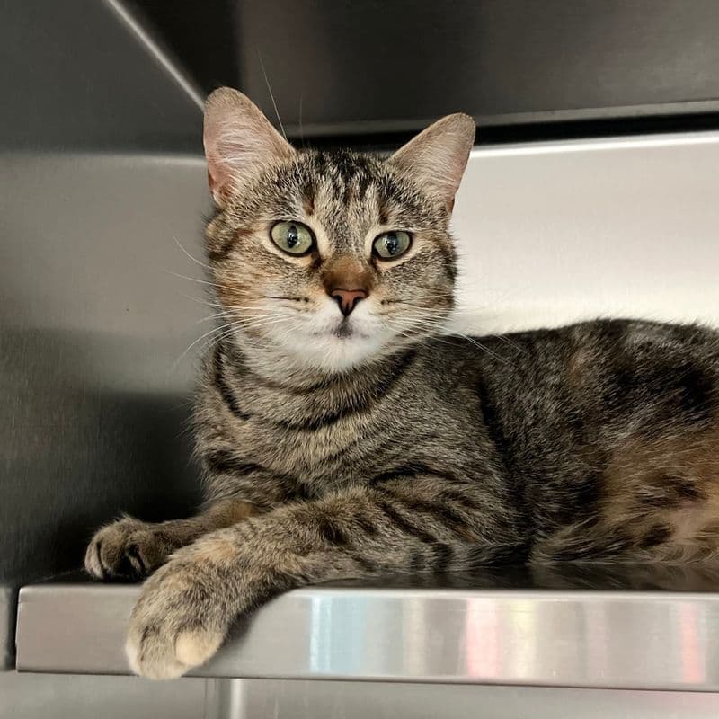 Rhea - Domestic Short Hair cat available for adoption at Edmonton Humane Society in Calgary