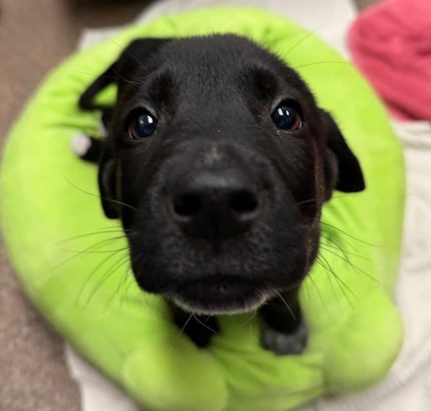 Rex - Labrador Retriever available for adoption at Edmonton Humane Society in Calgary