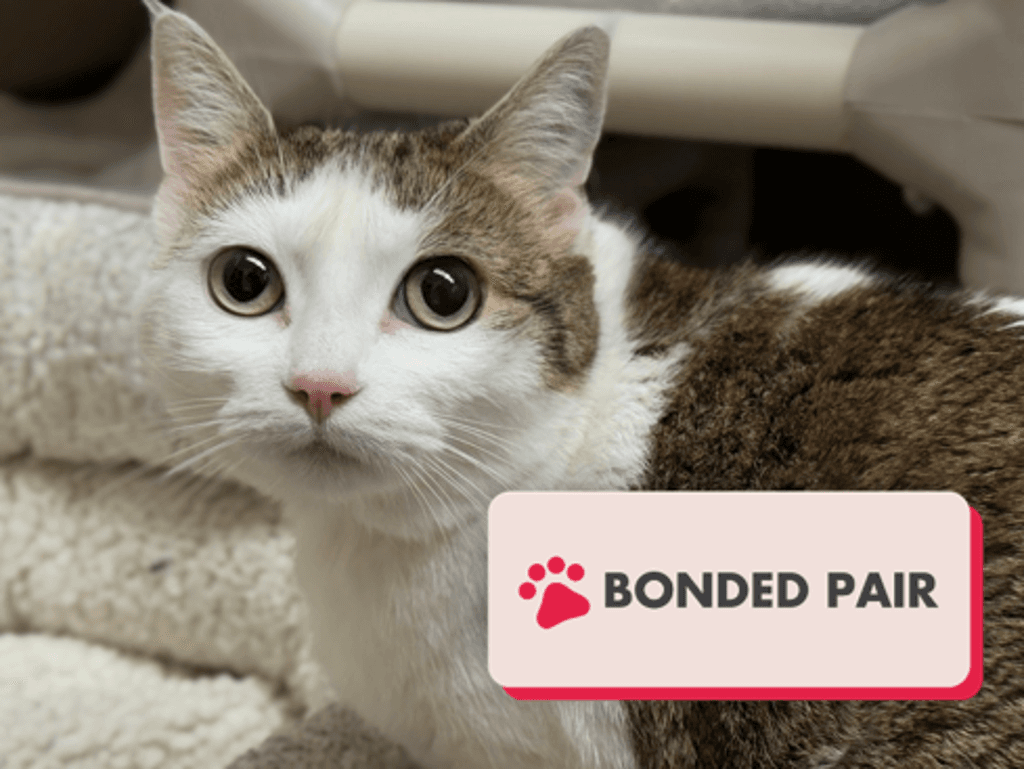 Molly - Domestic Short Hair cat available for adoption at Edmonton Humane Society in Calgary