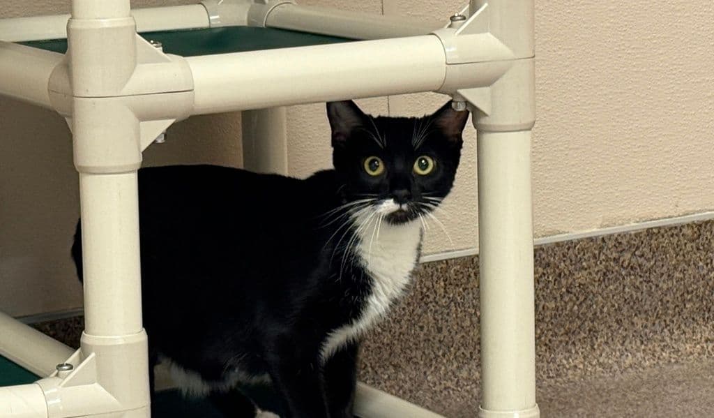 Cattitude: Valkyrie - Domestic Short Hair cat available for adoption at Edmonton Humane Society in Calgary