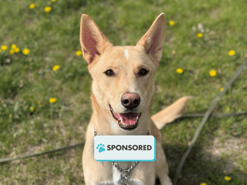Luna - Siberian Husky - Labrador Retriever available for adoption at Edmonton Humane Society in Calgary