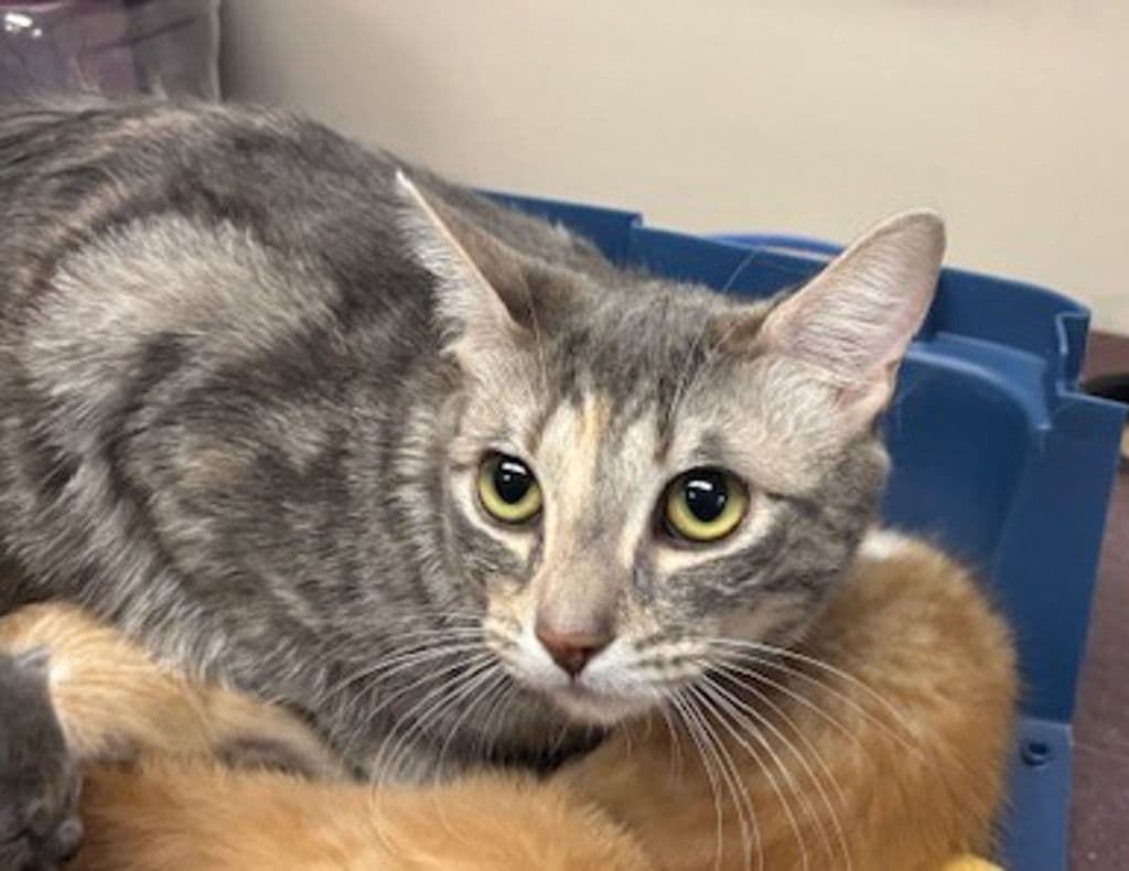 Bubbles - Domestic Short Hair cat available for adoption at Edmonton Humane Society in Calgary