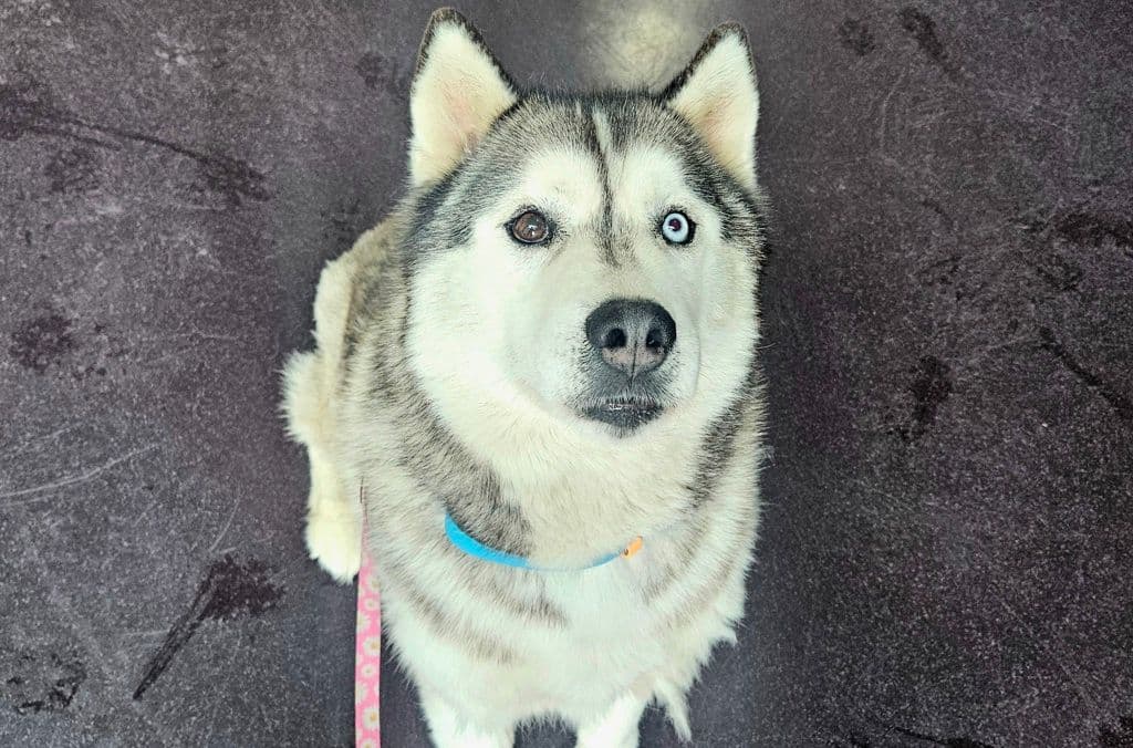 Shadow - Siberian Husky available for adoption at Edmonton Humane Society in Calgary