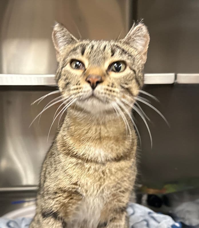 Huckleberry - Domestic Short Hair cat available for adoption at Edmonton Humane Society in Calgary