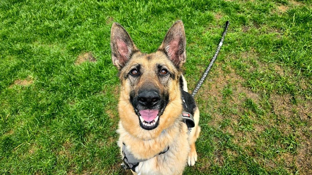 Marsha - German Shepherd available for adoption at Edmonton Humane Society in Calgary