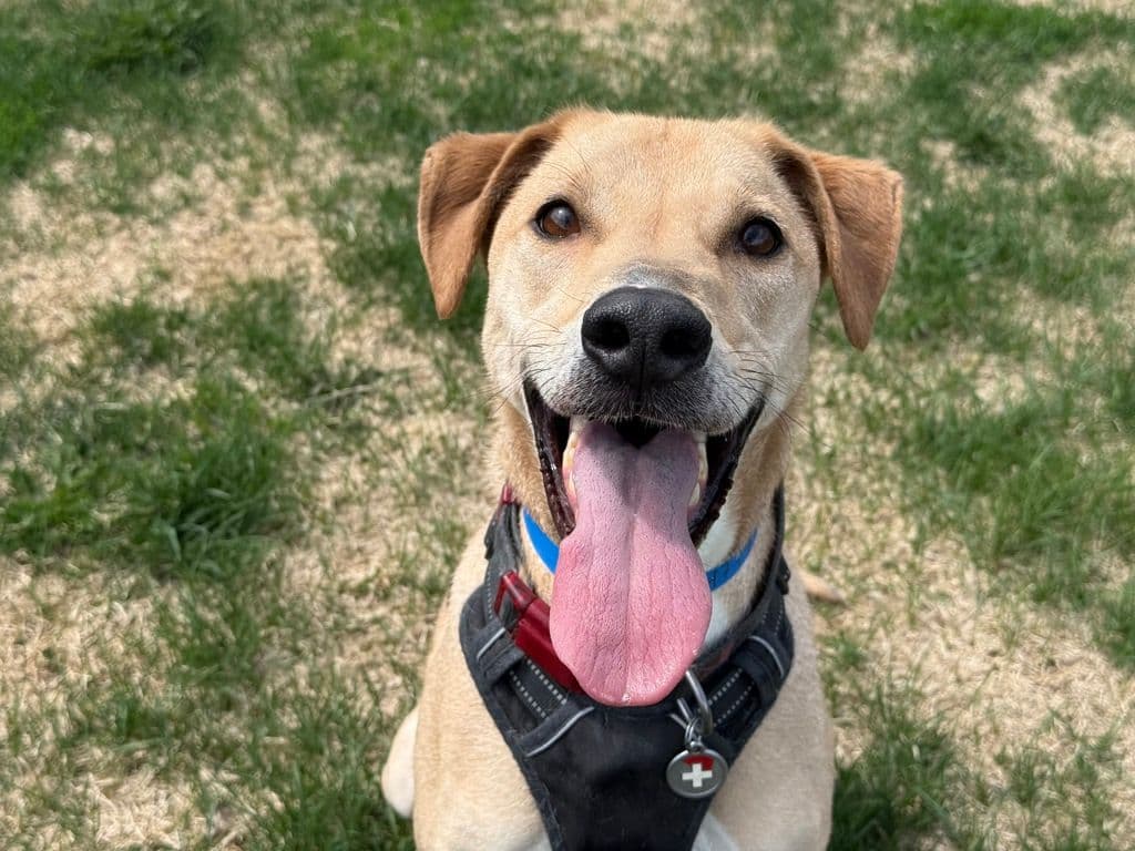 Napoleon Bonaparte - Greyhound - Shepherd available for adoption at Edmonton Humane Society in Calgary