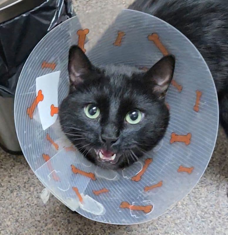 Samsung - Domestic Short Hair cat available for adoption at Edmonton Humane Society in Calgary