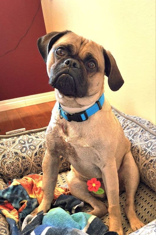 Linguine - Pug available for adoption at Edmonton Humane Society in Calgary