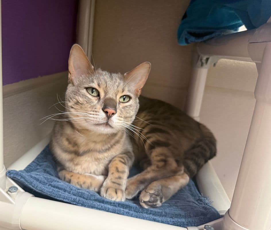 Mercury - Domestic Short Hair - Bengal cat available for adoption at Edmonton Humane Society in Calgary