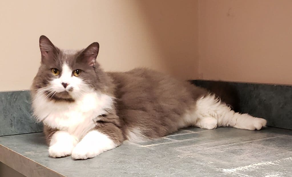 Paris - Domestic Medium Hair cat available for adoption at Edmonton Humane Society in Calgary