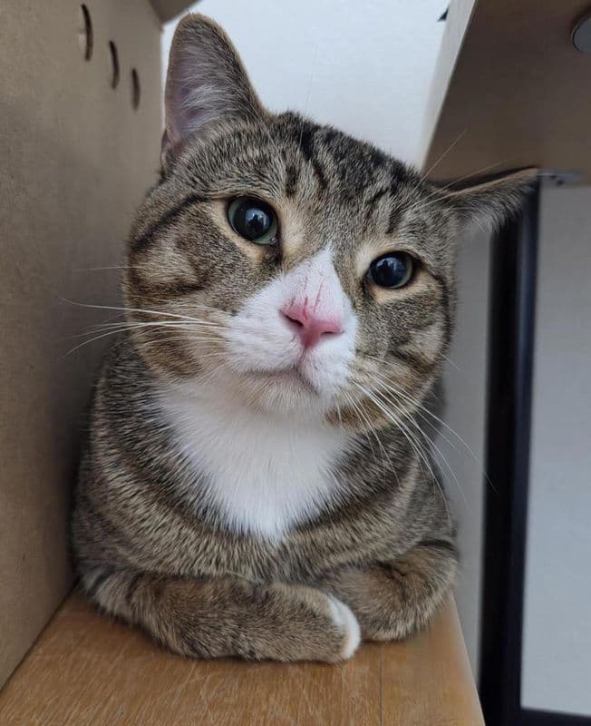 D: Oliver - Domestic Short Hair cat available for adoption at Edmonton Humane Society in Calgary