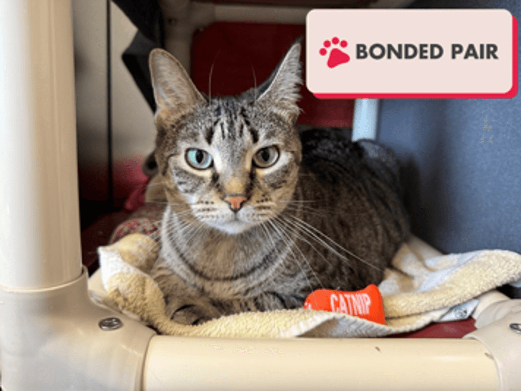 Shiloh - Domestic Short Hair cat available for adoption at Edmonton Humane Society in Calgary