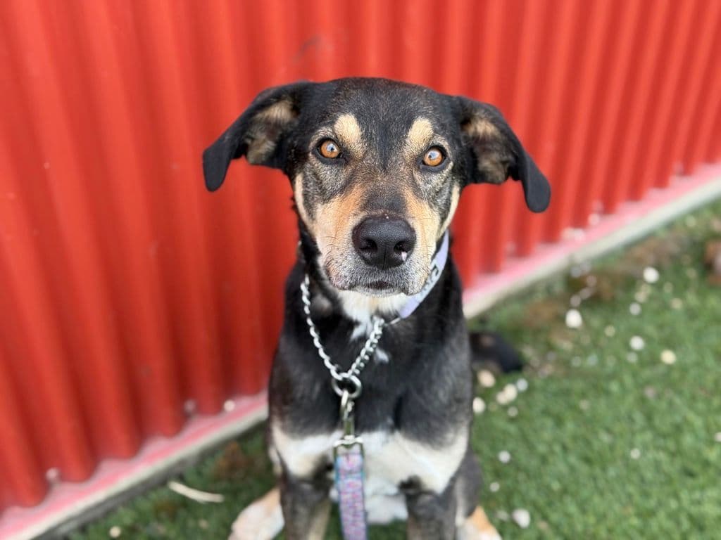 Kip - Shepherd available for adoption at Edmonton Humane Society in Calgary