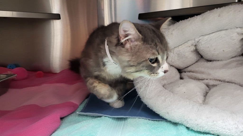 Finley - Domestic Long Hair cat available for adoption at Edmonton Humane Society in Calgary