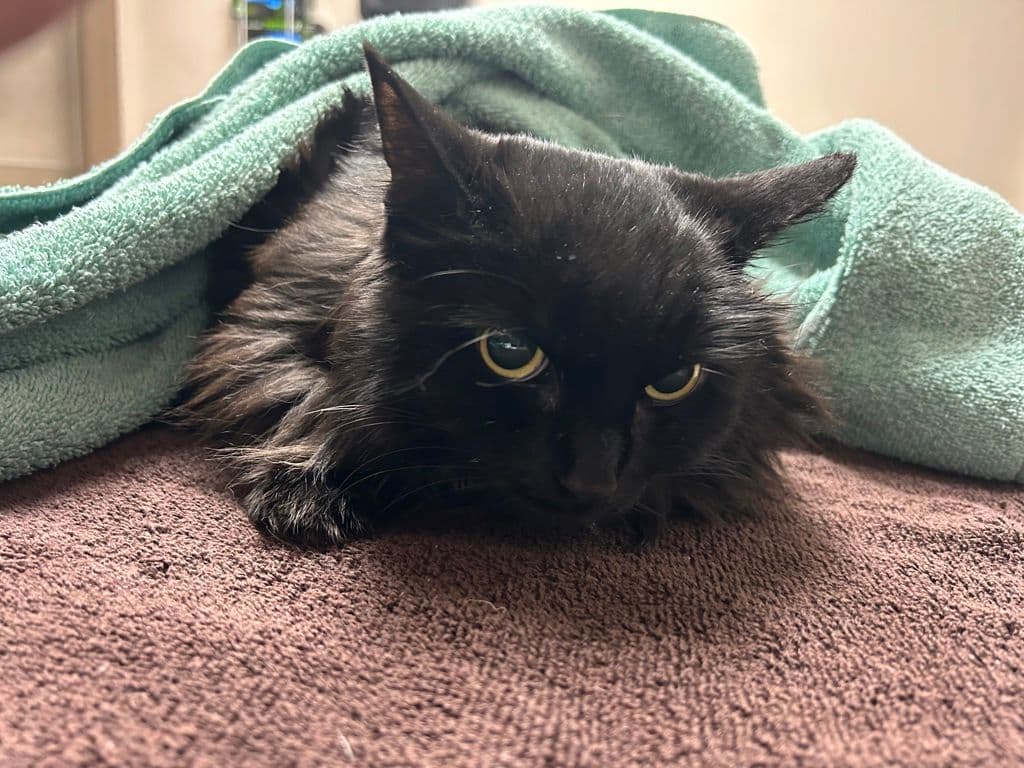 Panthera - Domestic Long Hair cat available for adoption at Edmonton Humane Society in Calgary