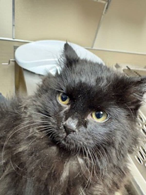 Poppet - Domestic Long Hair cat available for adoption at Edmonton Humane Society in Calgary