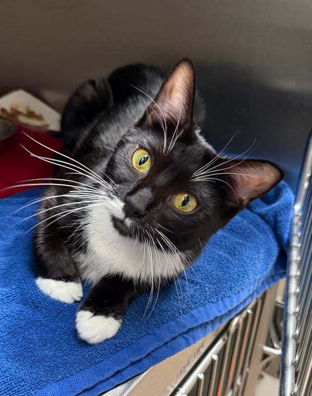 Cattitude: Valkyrie - Domestic Short Hair cat available for adoption in Calgary