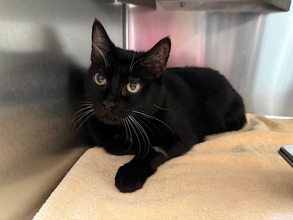 Goosey - Domestic Short Hair cat available for adoption at Edmonton Humane Society in Calgary