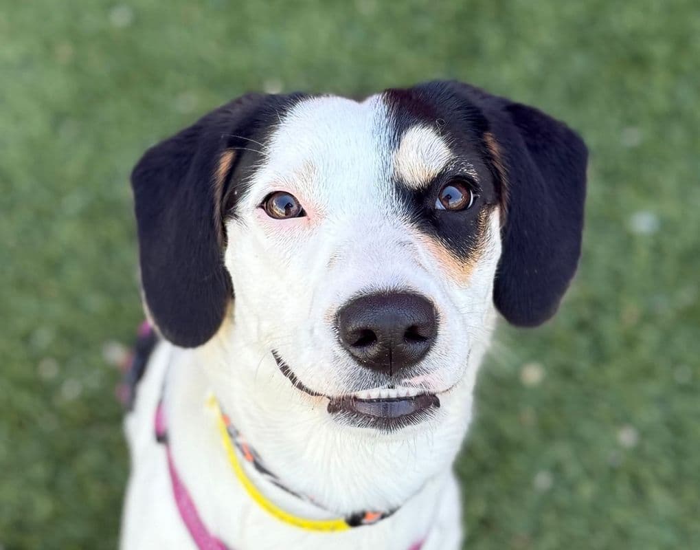 Peggy - Beagle - Mixed Breed available for adoption at Edmonton Humane Society in Calgary