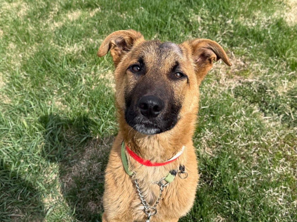 Eggo - Shepherd available for adoption at Edmonton Humane Society in Calgary