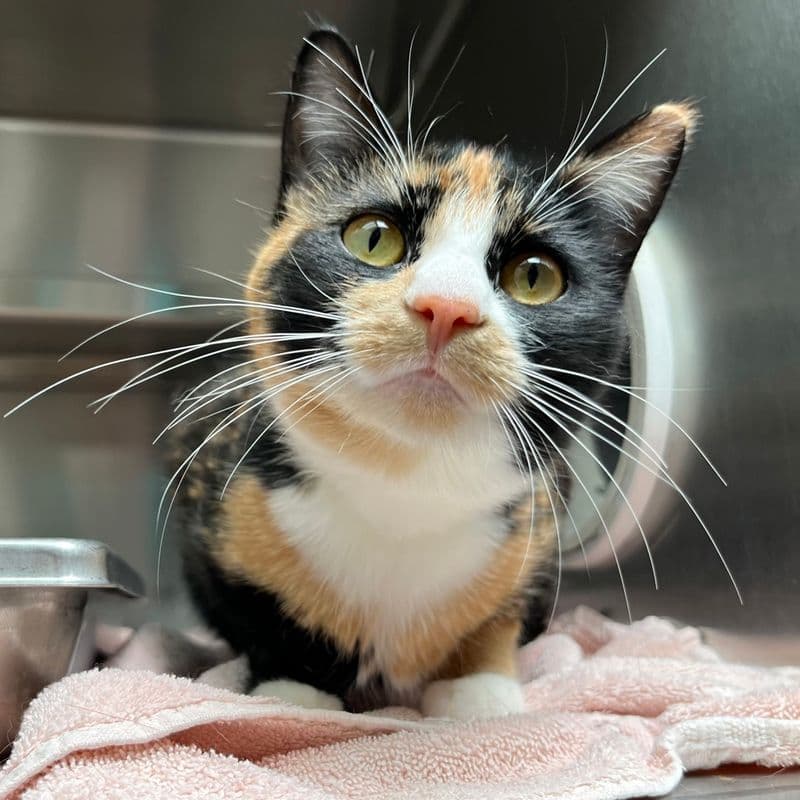 Concolor - Domestic Short Hair cat available for adoption at Edmonton Humane Society in Calgary