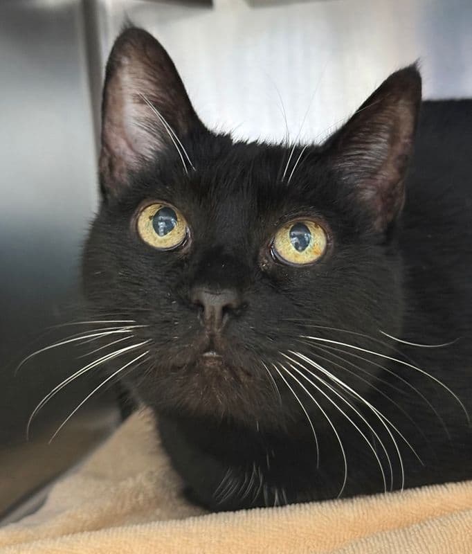 Goosey - Domestic Short Hair cat available for adoption in Calgary