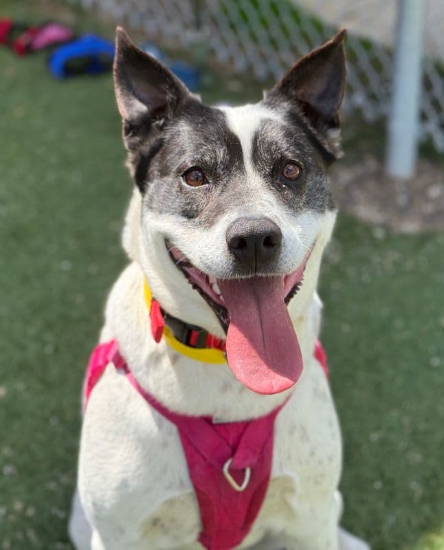 Lily - Australian Cattle Dog available for adoption at Edmonton Humane Society in Calgary