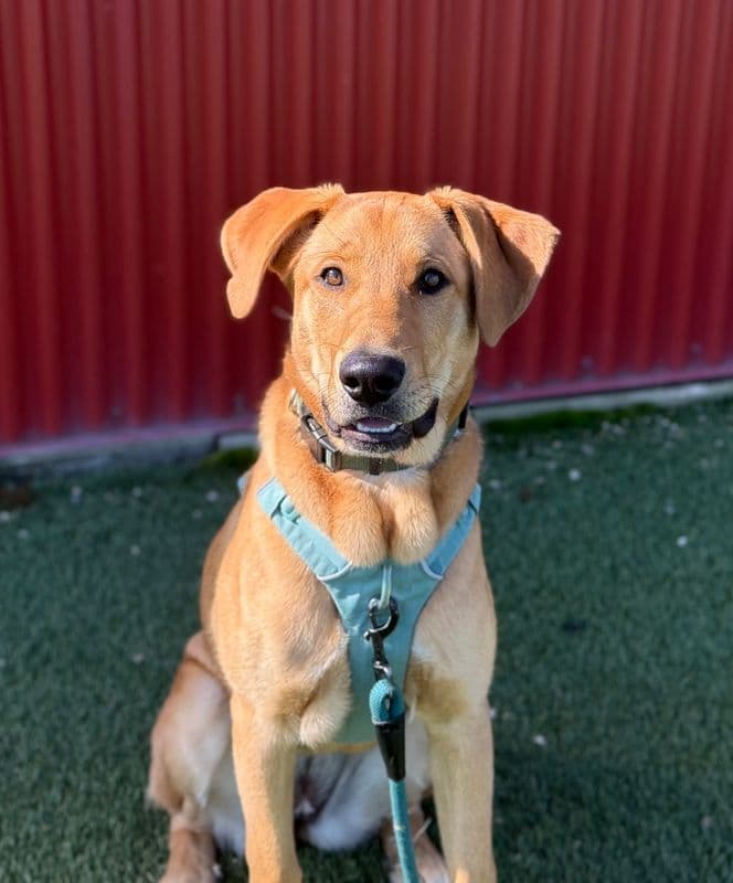 Opal - German Shepherd available for adoption at Edmonton Humane Society in Calgary