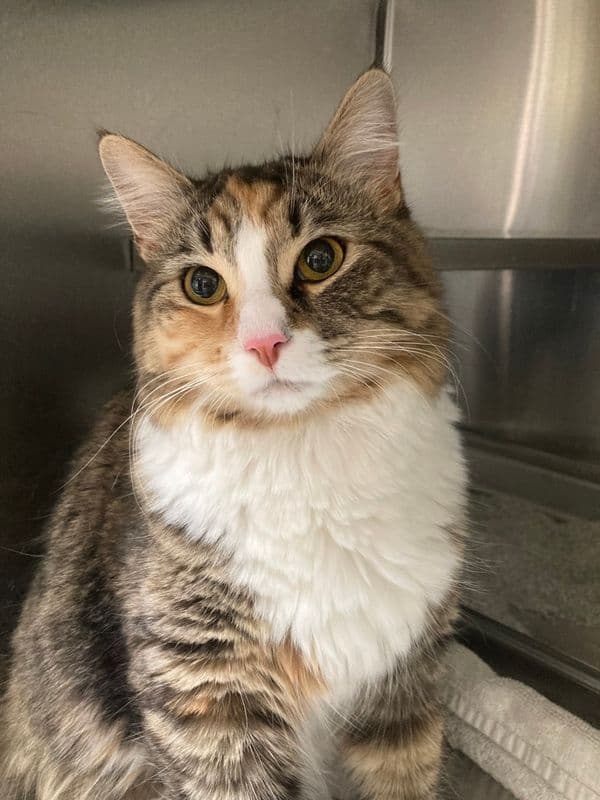 Cattitude: Loonie - Domestic Medium Hair cat available for adoption at Edmonton Humane Society in Calgary