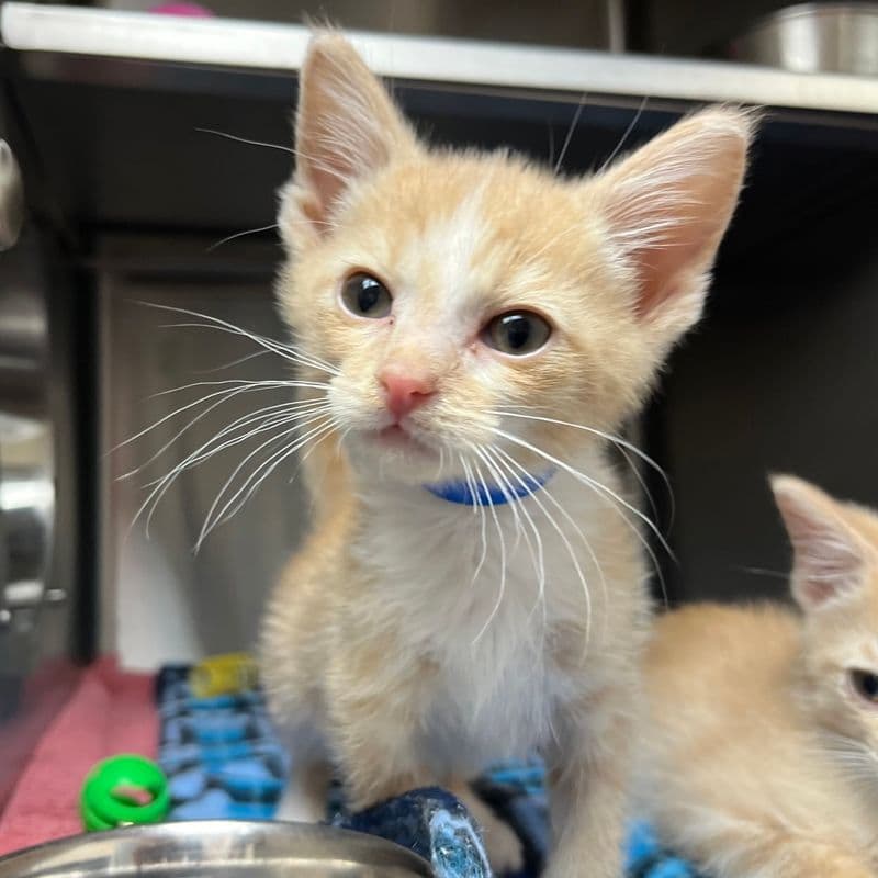 Rip - Domestic Short Hair cat available for adoption at Edmonton Humane Society in Calgary