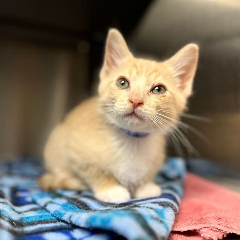 John - Domestic Short Hair cat available for adoption at Edmonton Humane Society in Calgary