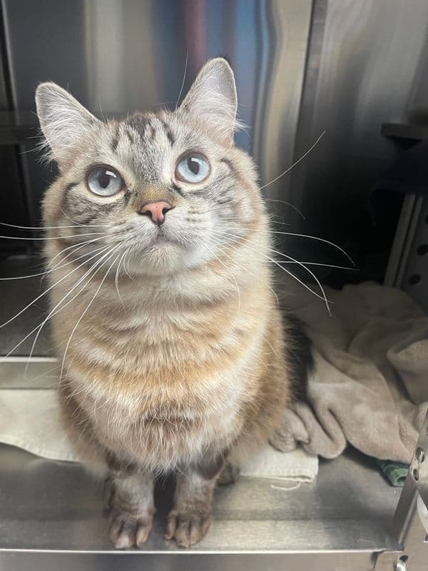 Demi - Himalayan cat available for adoption at Edmonton Humane Society in Calgary