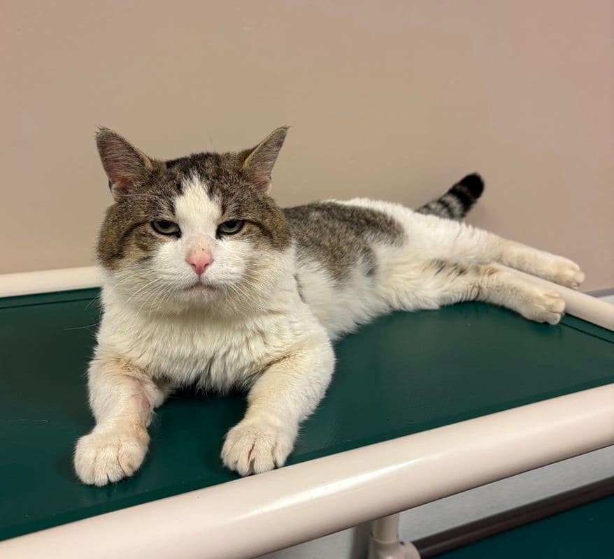 Ferguson - Domestic Short Hair cat available for adoption at Edmonton Humane Society in Calgary