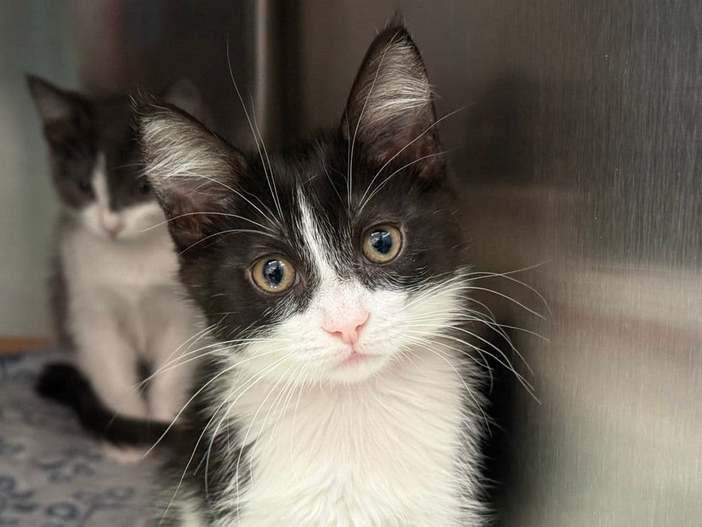 Alexis - Domestic Short Hair cat available for adoption at Edmonton Humane Society in Calgary