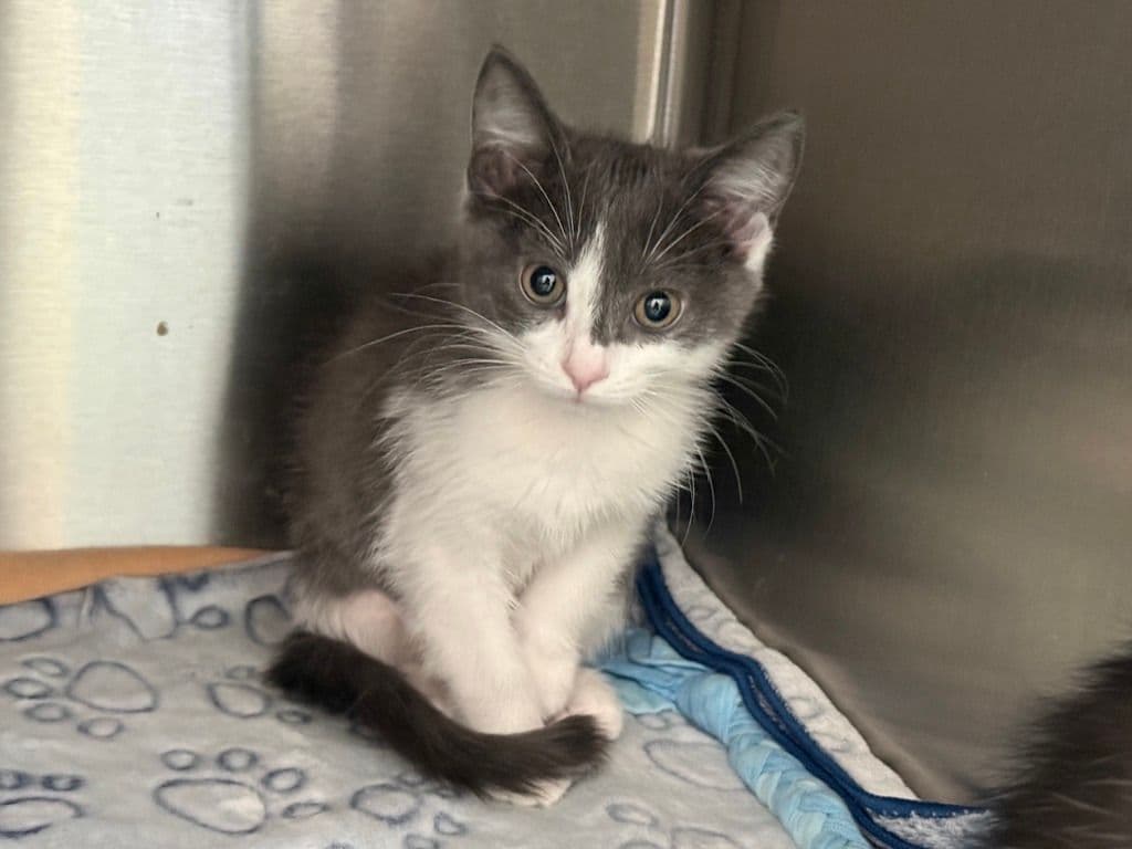 Moira - Domestic Short Hair cat available for adoption at Edmonton Humane Society in Calgary