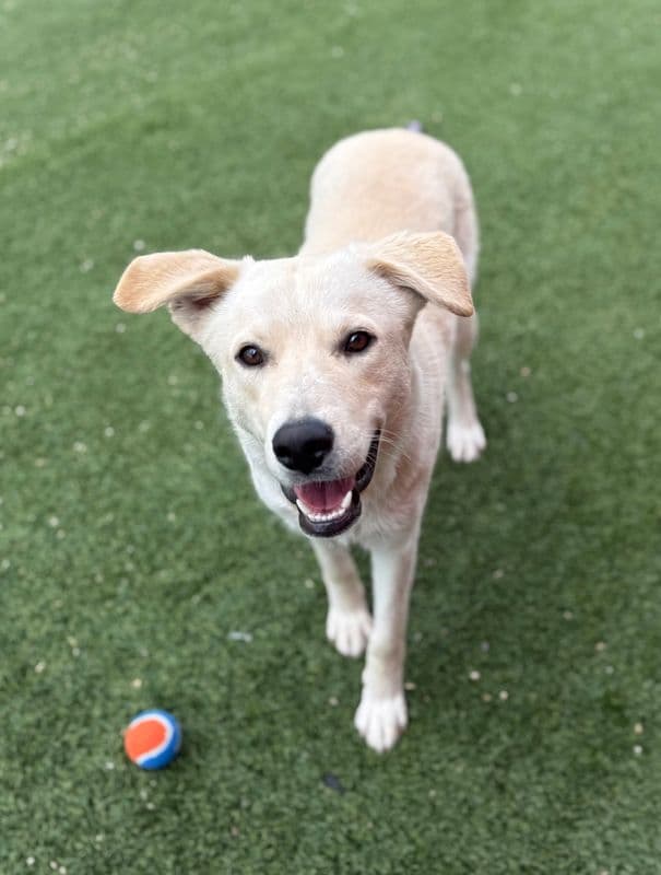 Pluto - Labrador Retriever available for adoption at Edmonton Humane Society in Calgary