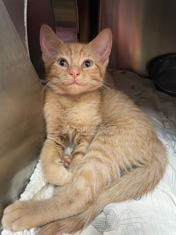 Cheese - Domestic Short Hair cat available for adoption at Edmonton Humane Society in Calgary